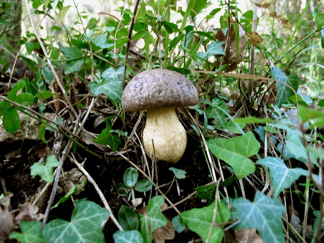ancora Leccinum